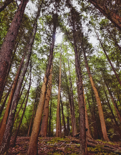 Redwoods Digital Download