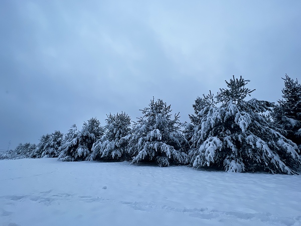 Snowy Trees Digital Download