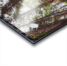 Redwoods Acrylic print
