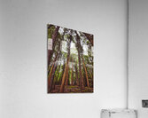 Redwoods Acrylic Print