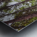 Redwoods Metal print