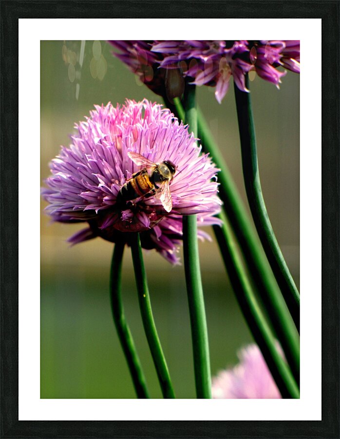 Bee5 Picture Frame print
