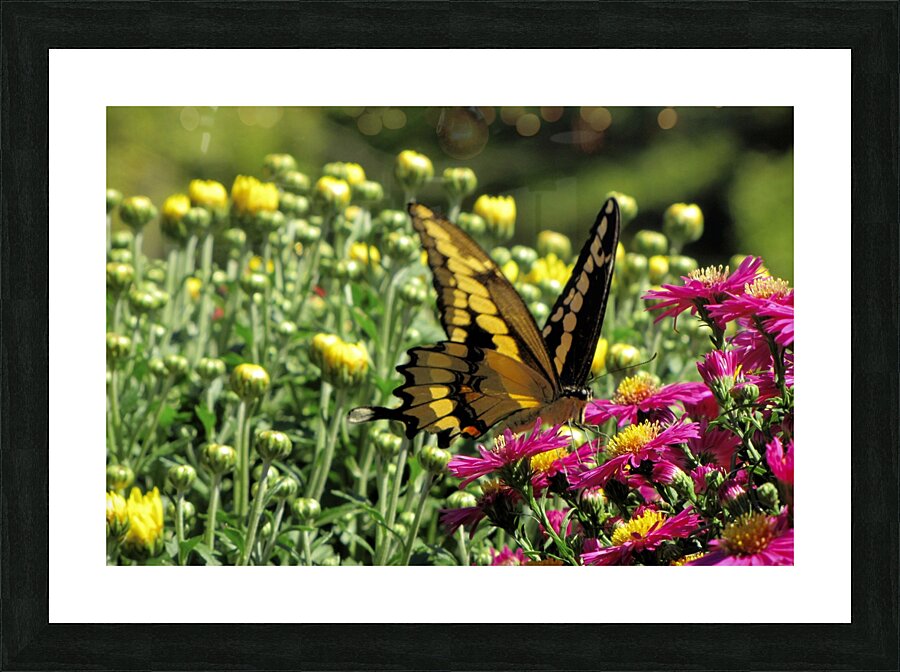 017 Picture Frame print