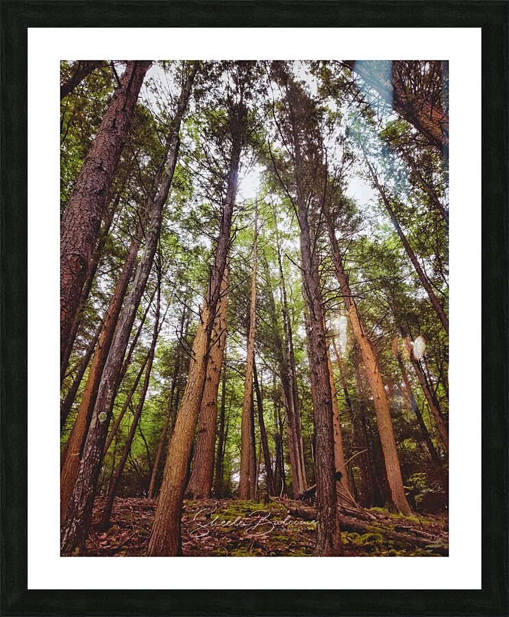 Redwoods Picture Frame print