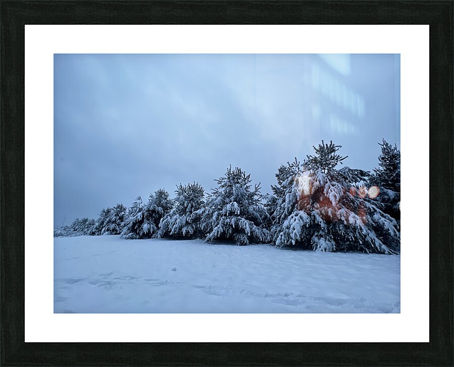 Snowy Trees Picture Frame print