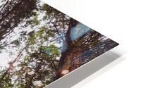Redwoods HD Metal print