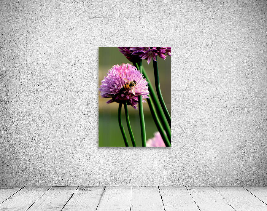 Bee5 Wall Preview