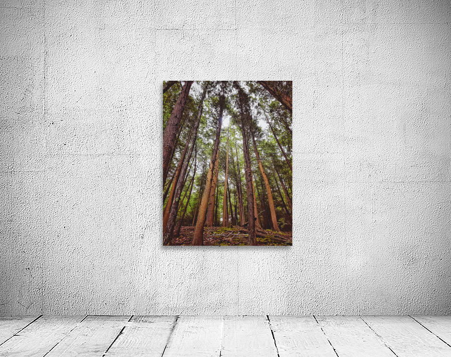 Redwoods Wall Preview