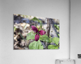 Red Trillium 2 Acrylic Print