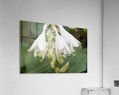 Hosta Flower Cluster 2 Acrylic Print