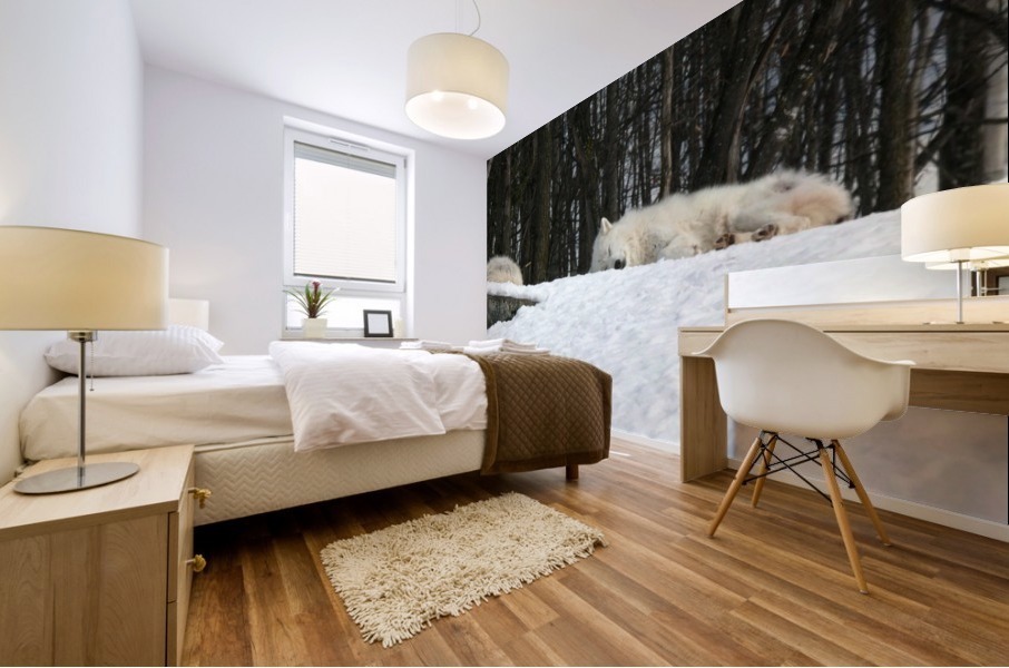 Napping Arctic wolves Mural print