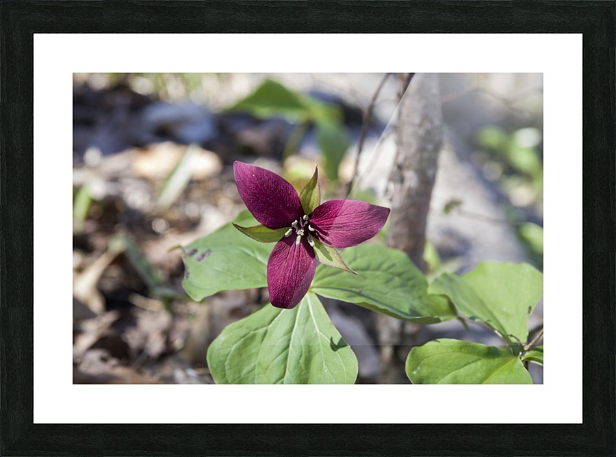 Red Trillium 2 Picture Frame print