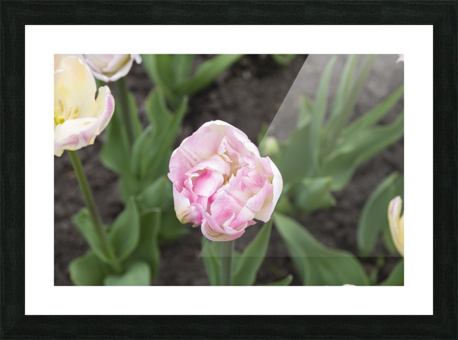 Pink Frilly Tulip Picture Frame print
