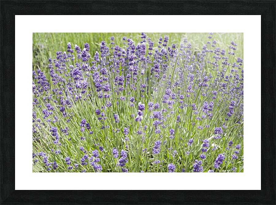 Lavender plants 7 Picture Frame print