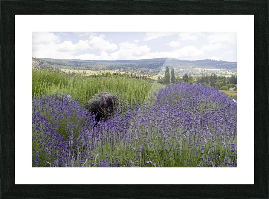 Lavender plants 5 Picture Frame print