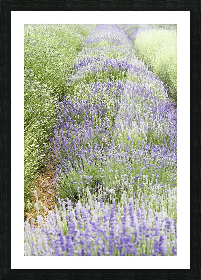 Lavender plants Picture Frame print