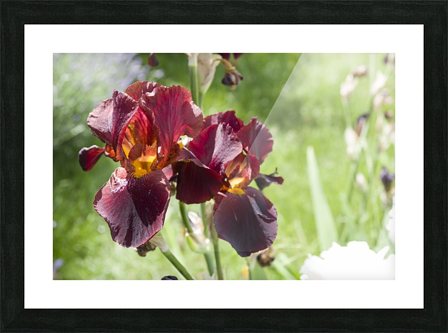 Rusty red coloured bearded iris Picture Frame print