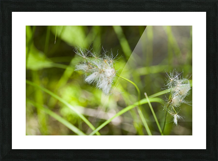 Arctic Grass 3 Picture Frame print