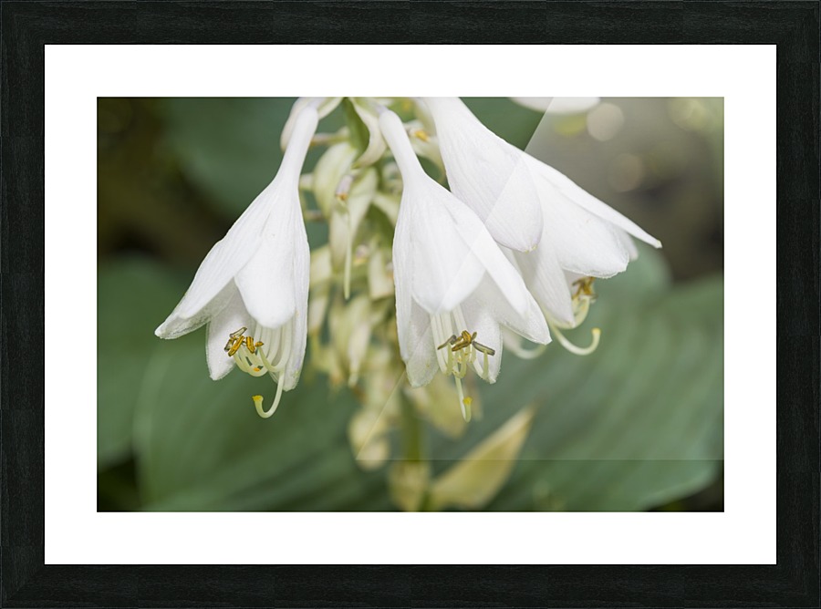 Hosta Flower Cluster 2 Picture Frame print