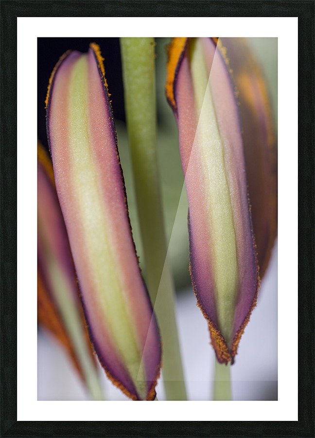 Lily Stamen Macro Picture Frame print