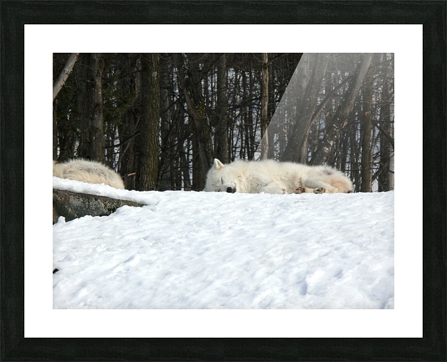 Napping Arctic wolves Picture Frame print