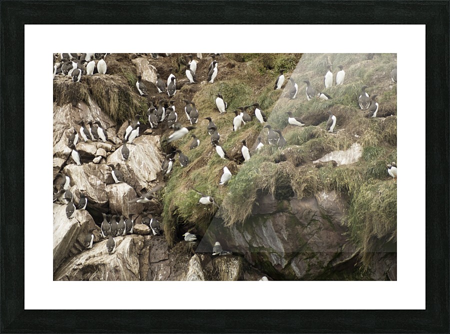 Murre colony 3 Picture Frame print