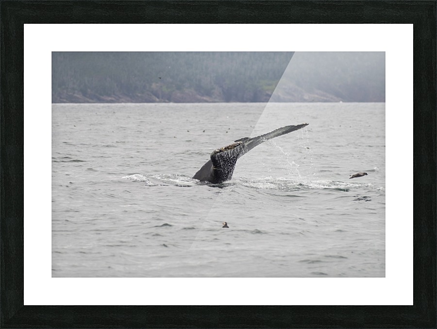 A humback whale murre and a puffin Picture Frame print