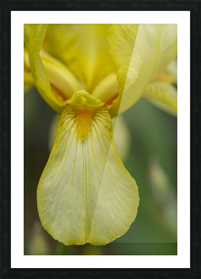 Yellow Bearded Iris 9 Picture Frame print
