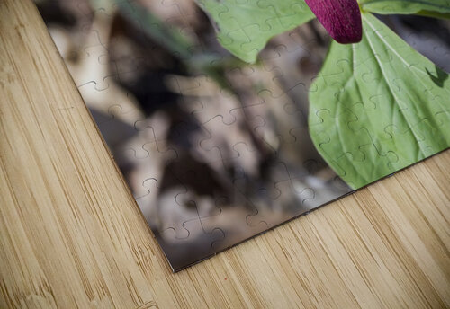 Red Trillium 2 Bob Corson puzzle