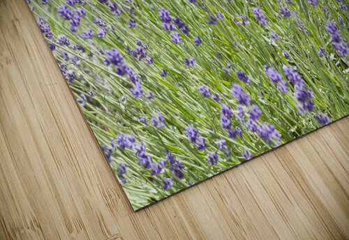 Lavender plants 7 Bob Corson puzzle