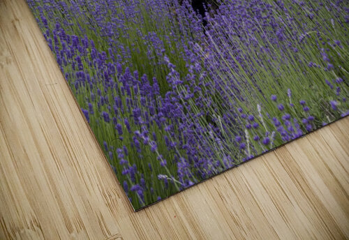 Lavender plants 5 Bob Corson puzzle