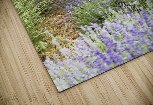 Lavender plants Bob Corson puzzle