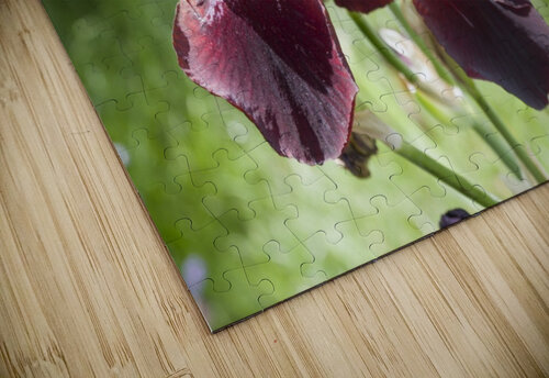 Rusty red coloured bearded iris Bob Corson puzzle