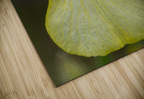 Yellow Bearded Iris 9 Bob Corson puzzle