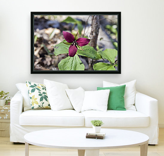 Red Trillium 2 Reproduction