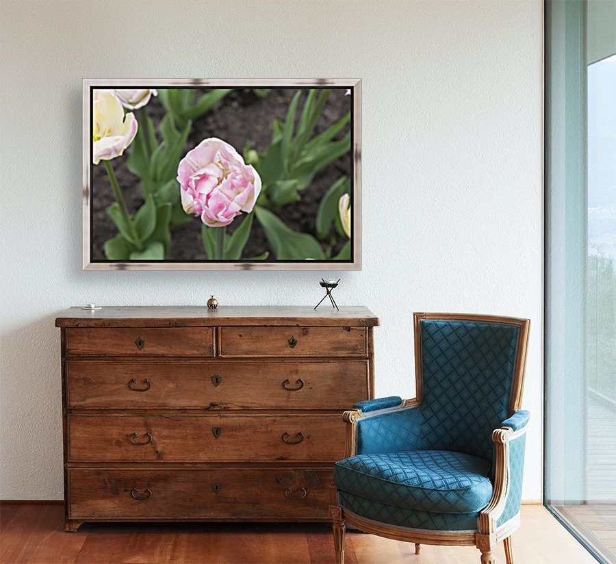 Pink Frilly Tulip Reproduction