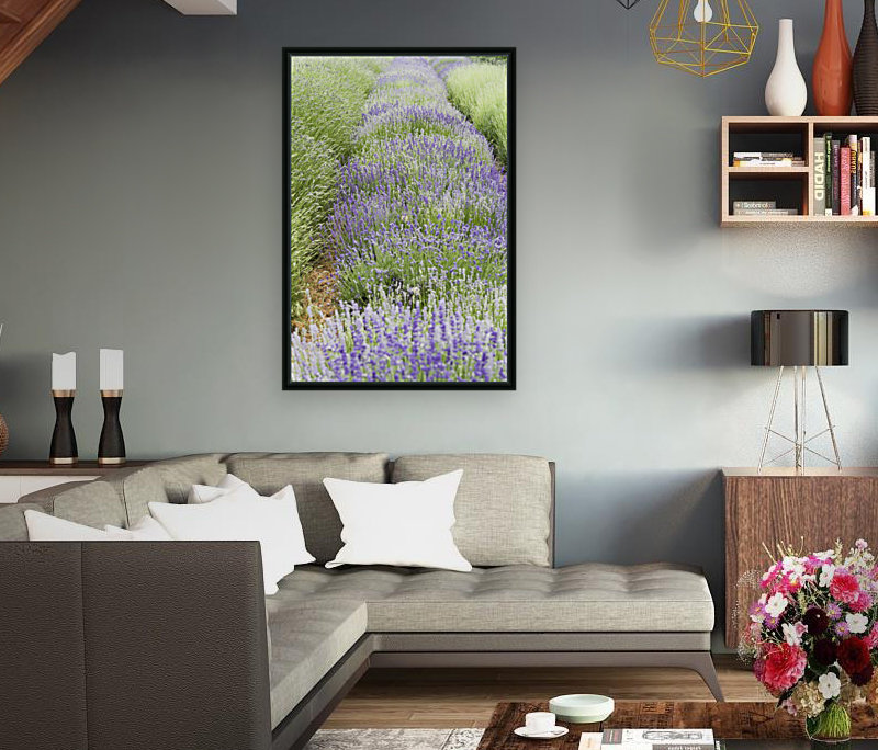 Lavender plants Reproduction