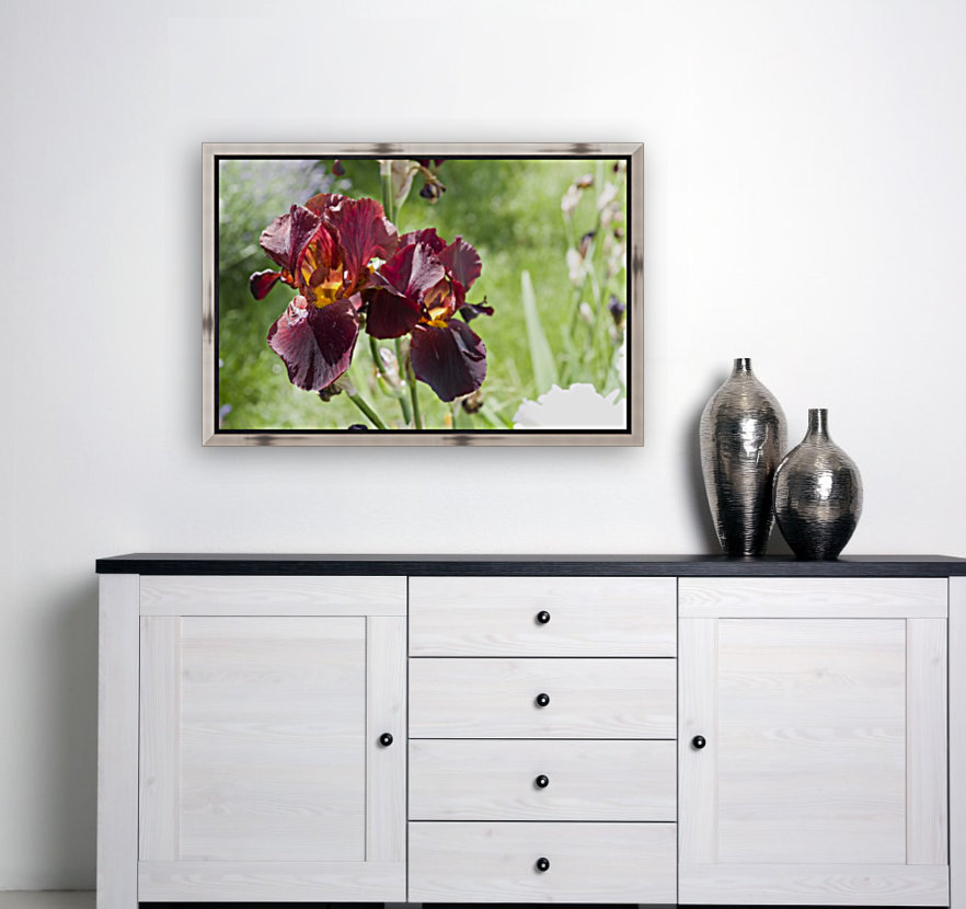 Rusty red coloured bearded iris Reproduction