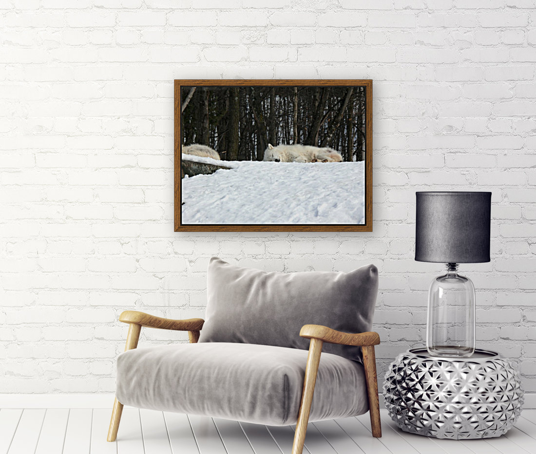 Napping Arctic wolves Reproduction