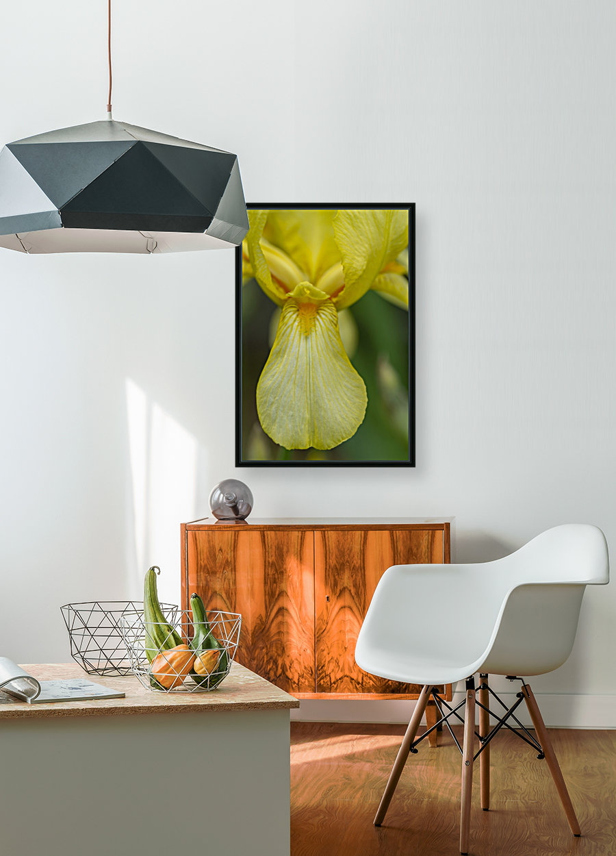 Yellow Bearded Iris 9 Reproduction