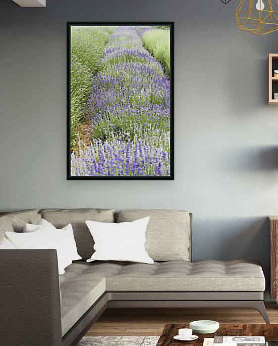 Lavender plants by Bob Corson
