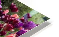 Tulip Bed 23 HD Metal print