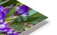 Purple Bearded Iris 3 HD Metal print