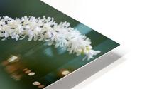 White Astilbe 2 HD Metal print