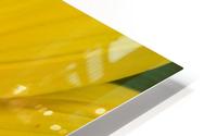 Yellow Daisy HD Metal print