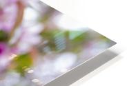 Apple Blossoms 1 HD Metal print