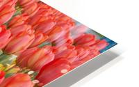 Tullip Bed 7 HD Metal print