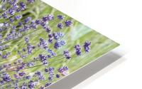 Lavender plants 7 HD Metal print