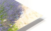 Lavender plants 7 HD Metal print