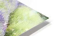 Lavender plants HD Metal print